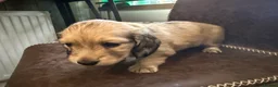 Miniature Dachshund dogs for sale: Exceptional KC Registered Miniature Dachshunds  - Advert 9