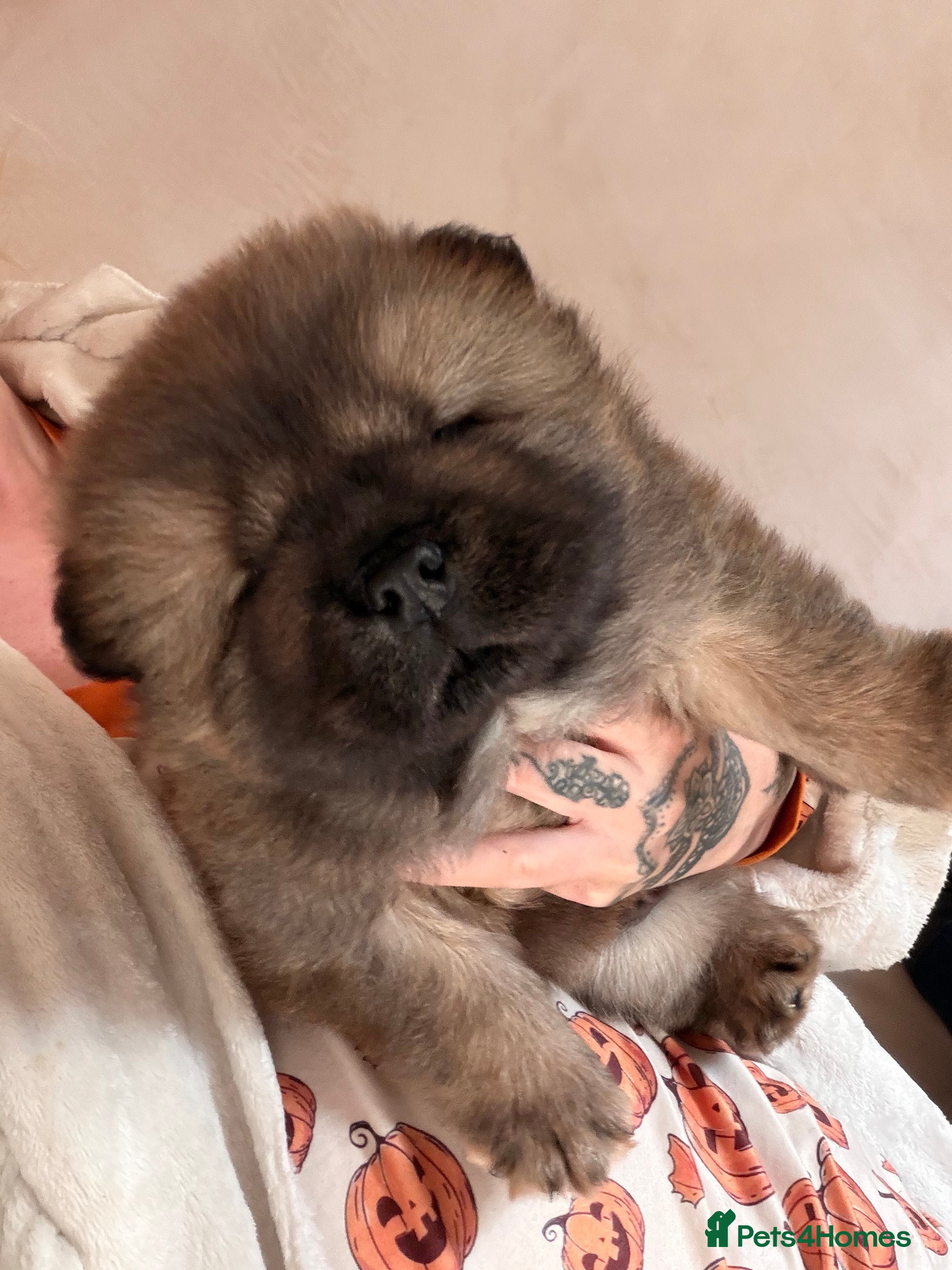 Chow Chow dogs Male chow chow puppy  - Advert 3