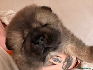 Chow Chow dogs Male chow chow puppy - Advert 3