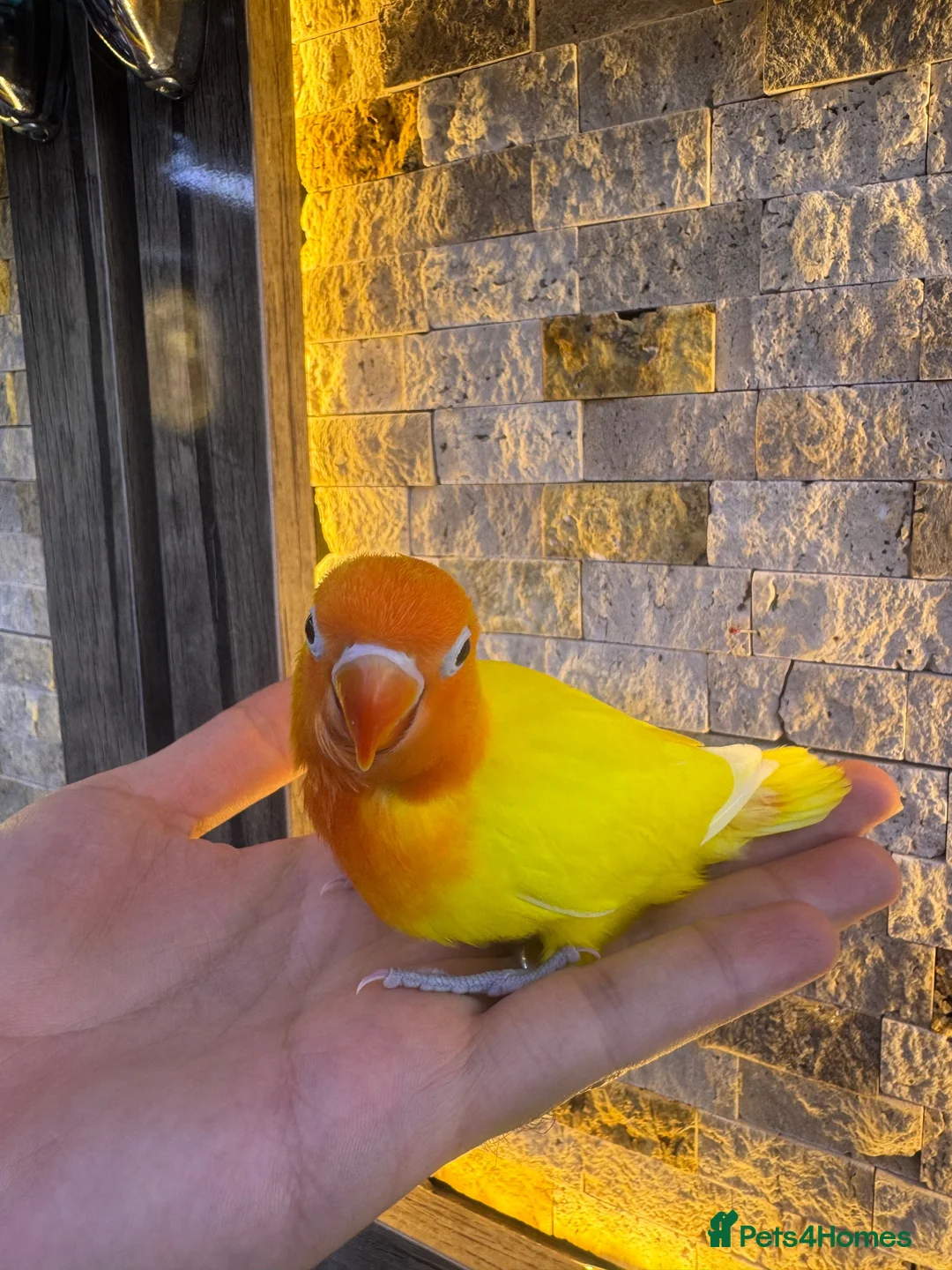 Lovebirds birds for sale:  Lutino Lovebird – Fully Tame & Super Friendly  - Advert 6