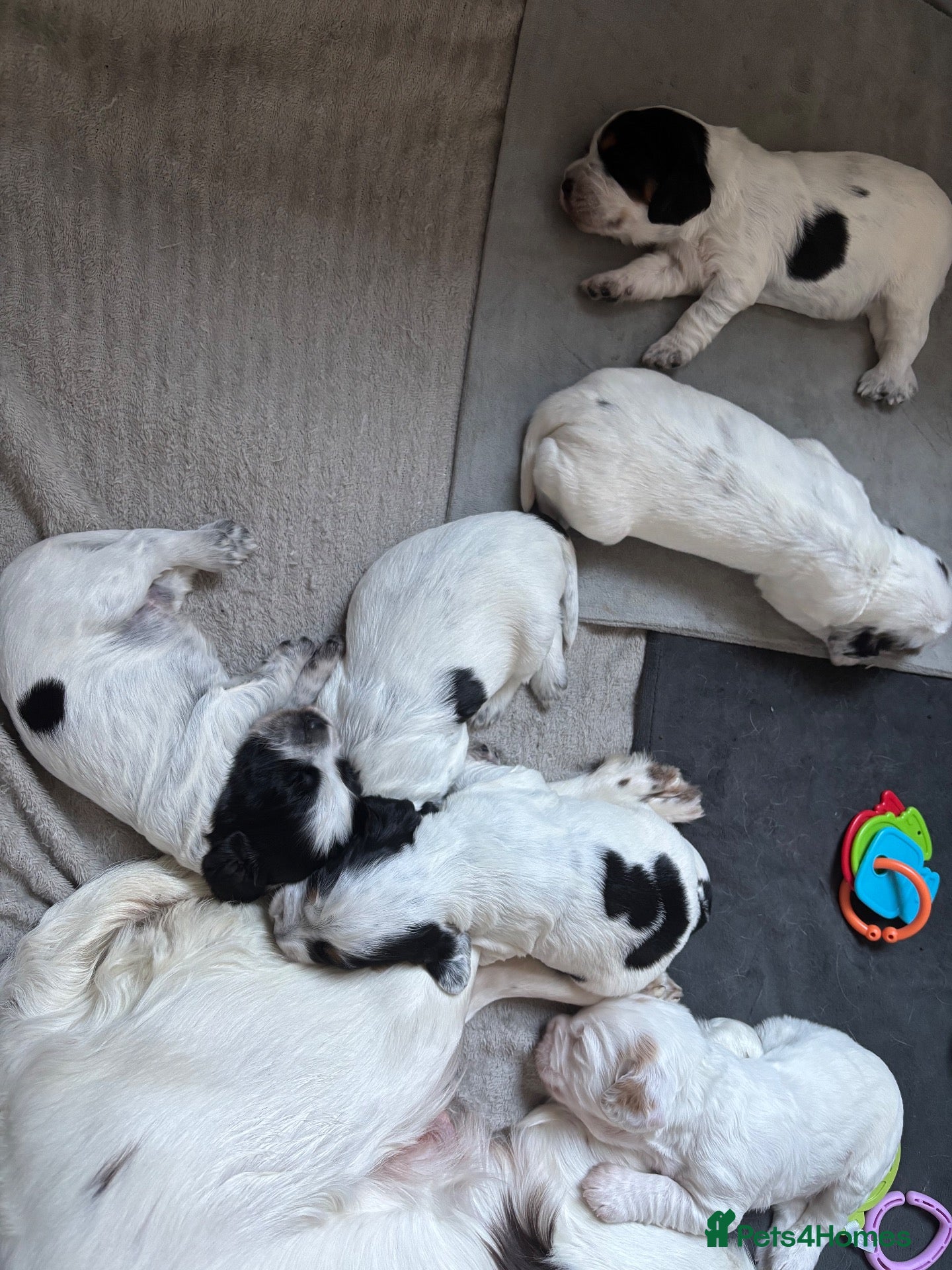 Sprocker dogs 6  beautiful sprocker cross puppy’s for sale - Advert 4