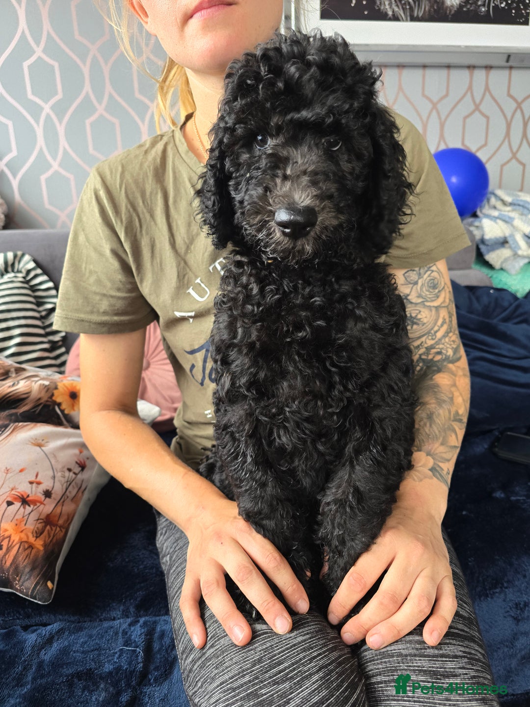 Goldendoodle dogs for sale: LAST GIRL! SILVER F1B Standard Goldendoodle!  - Image 5