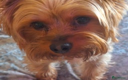 Yorkshire Terrier dogs for sale: 5 yr old mini yorkie - Image 5