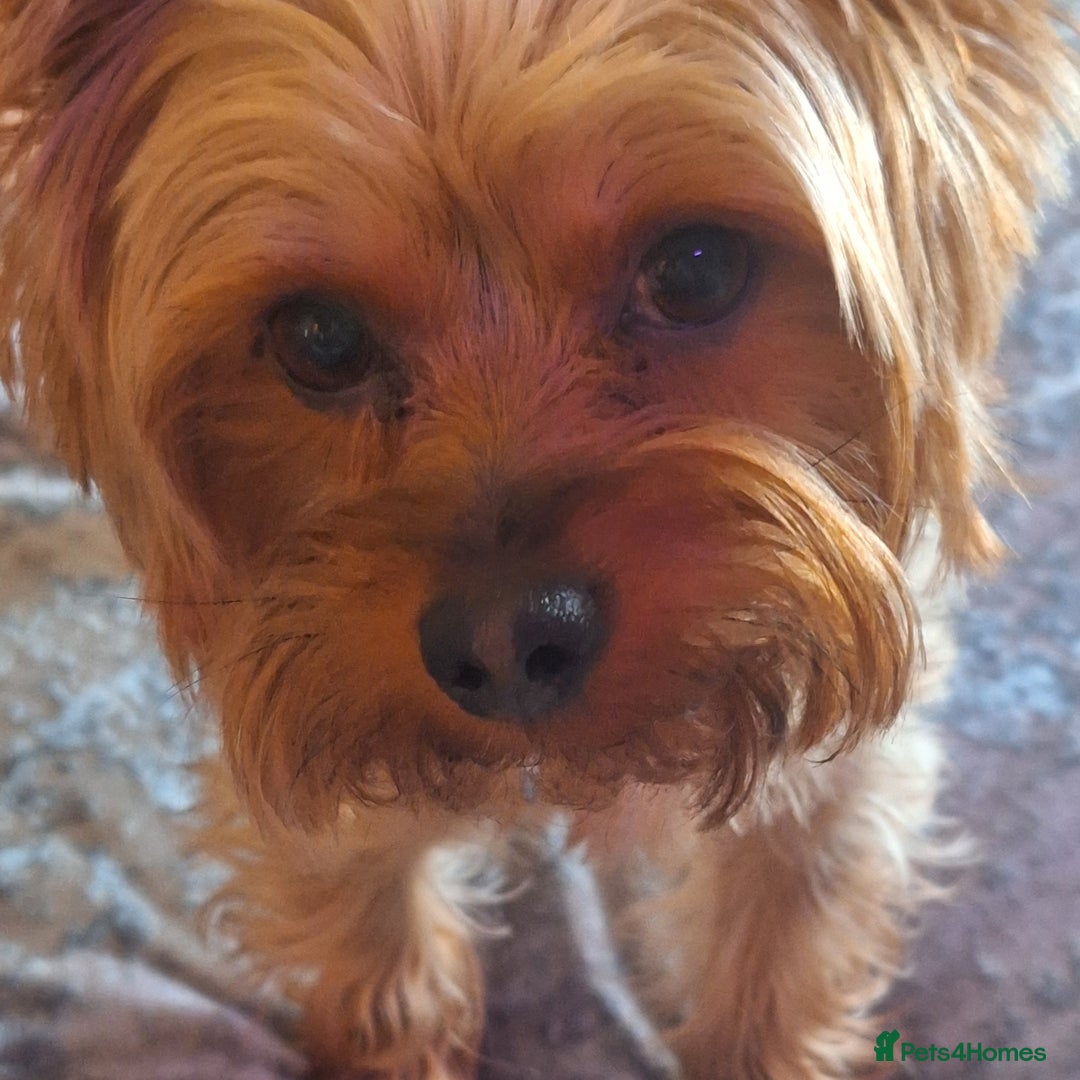 Yorkshire Terrier dogs for sale: 5 yr old mini yorkie - Image 5