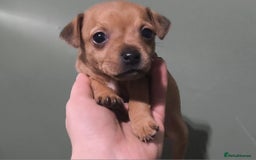Jack Russell dogs for sale: Beautiful Jack Russell Terrier Puppies - Image 2