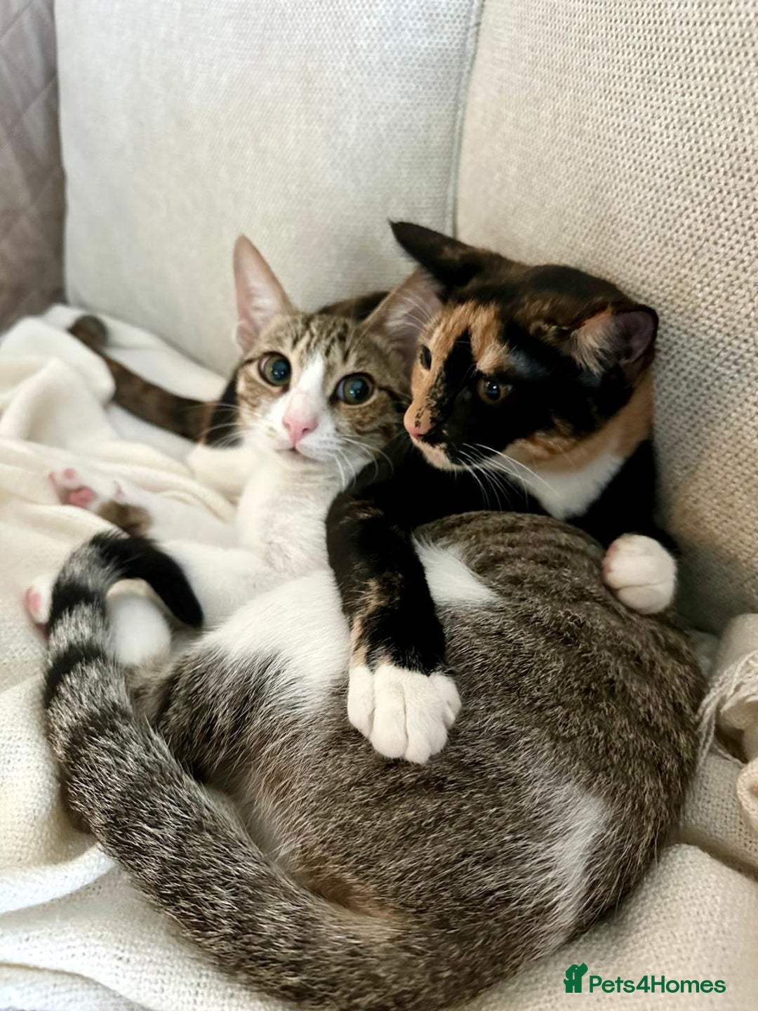 Arabian Mau cats for adoption: Pair of Indoor-Only Kittens for Adoption Together - Image 7