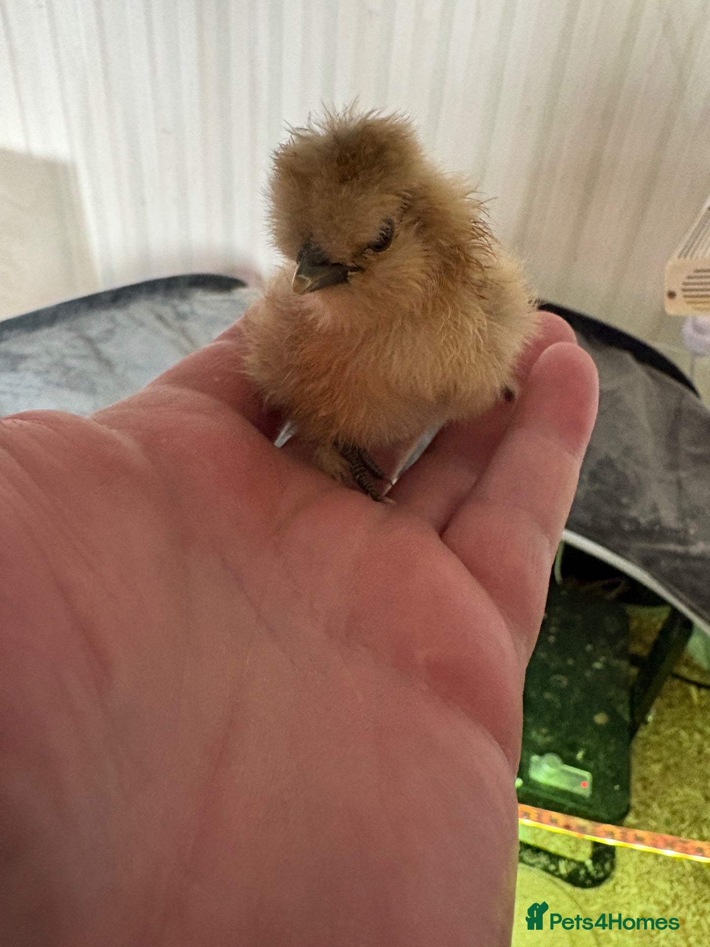 Chickens poultry Silky chicks - Advert 1