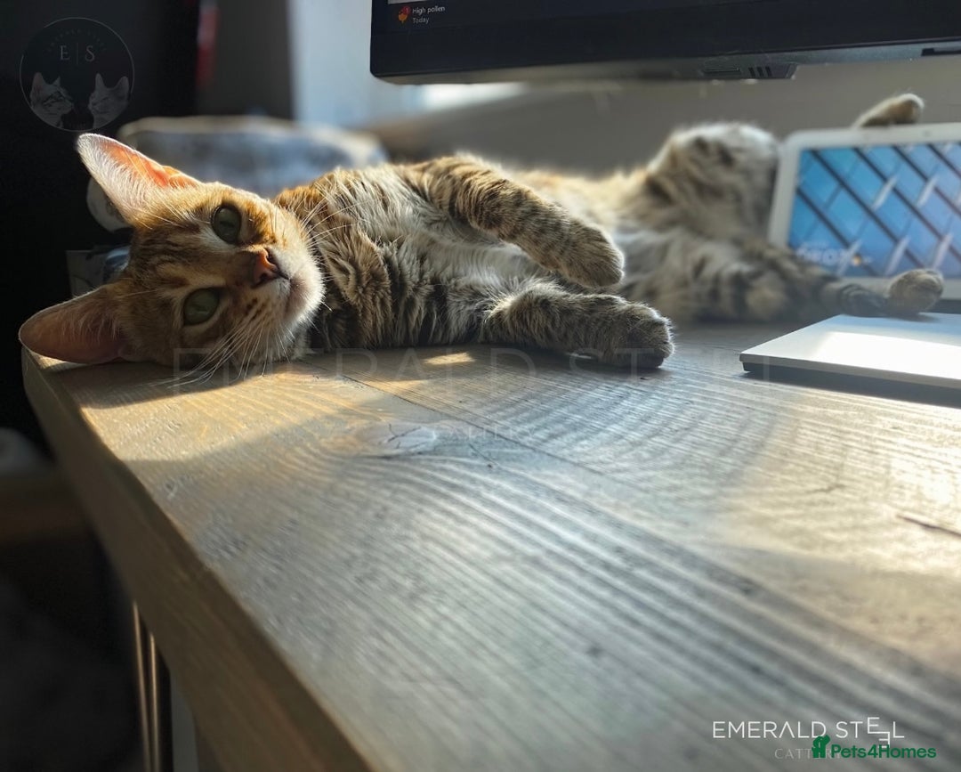 Bengal cats for sale: Pure Pedigree TICA Early Generation Bengal - Advert 24