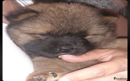 Chow Chow dogs for sale:  KC registered Chow Chow puppies for sale.🤗 - Image 30