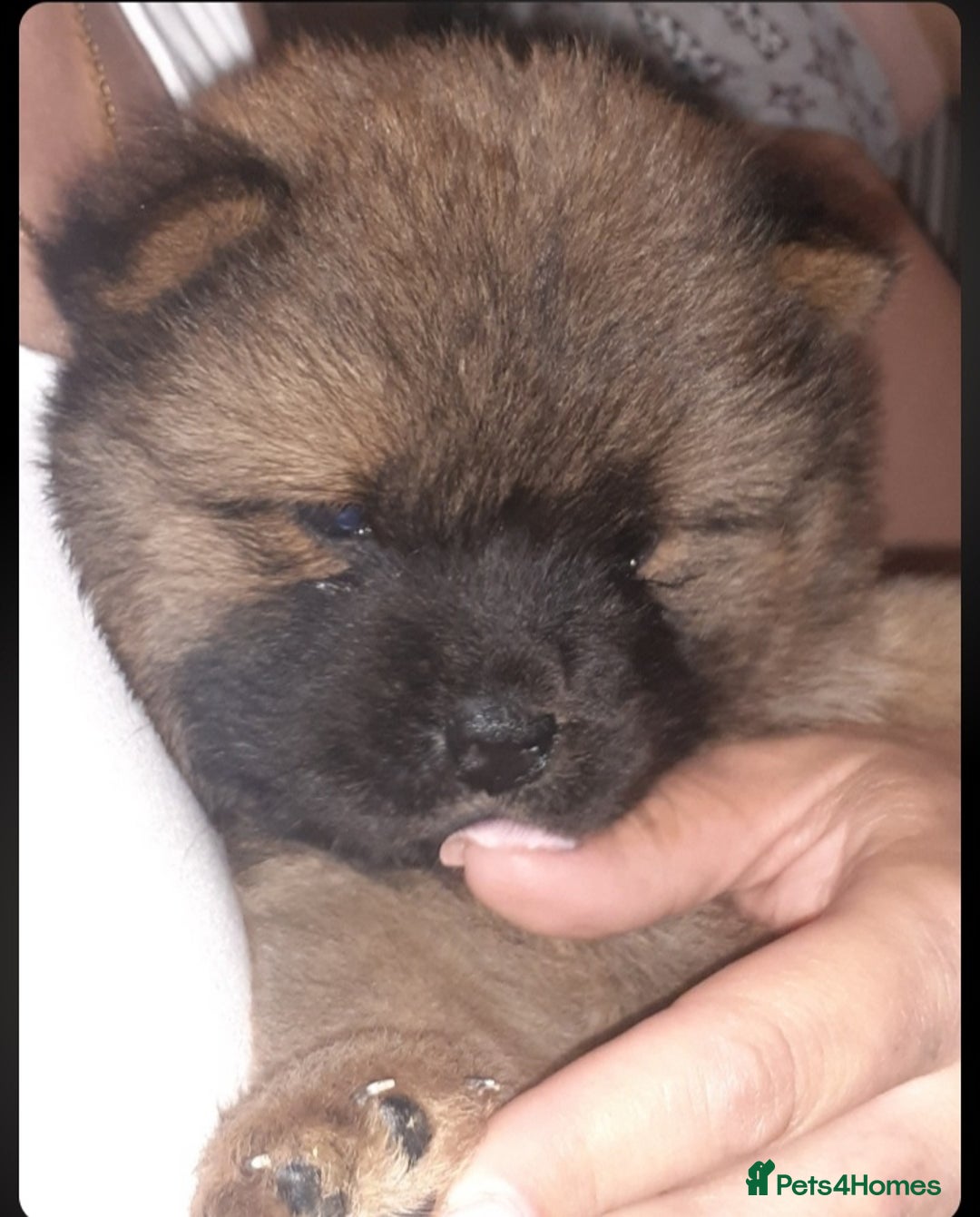 Chow Chow dogs for sale:  KC registered Chow Chow puppies for sale.🤗 - Image 30