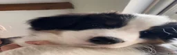 Border Collie dogs for sale: Fluffy male purebred border collie puppies  - Advert 12