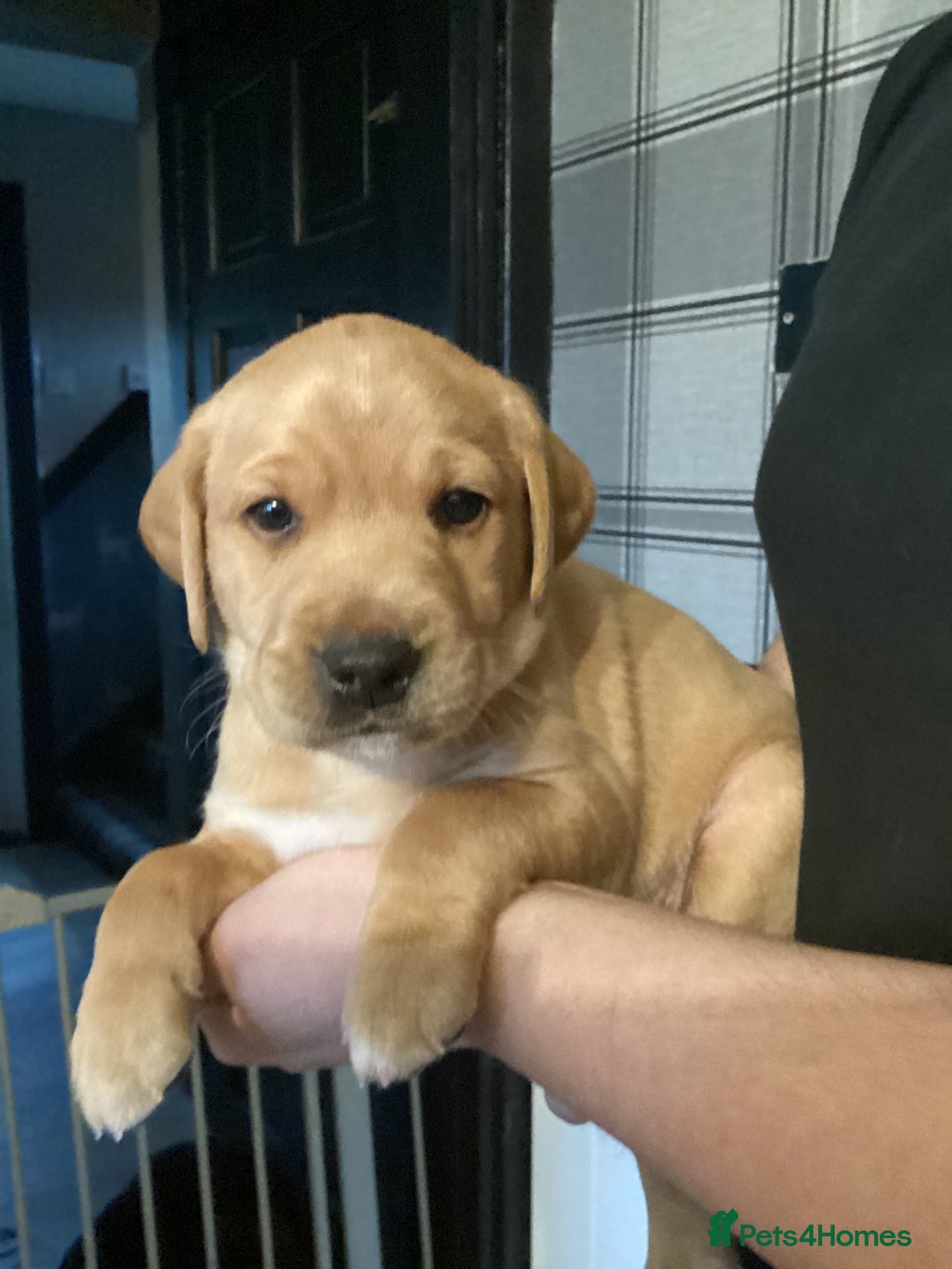Labrador Retriever dogs for sale: LABRADOR PUPPIES  - Image 4