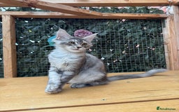 Maine Coon cats for sale: Russian bloodline Maine Coon Kittens 20+Gen! 🏆 - Image 9