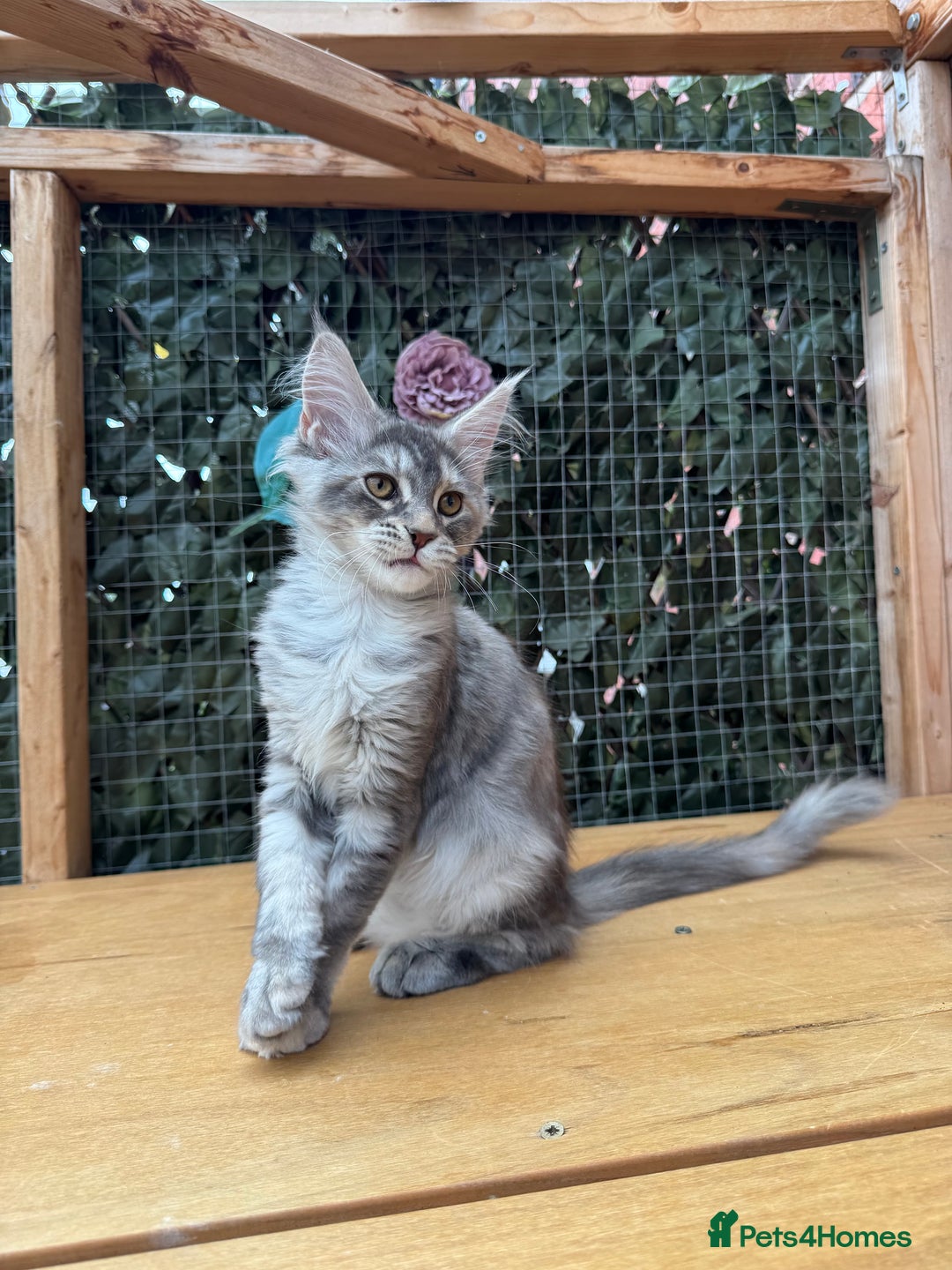 Maine Coon cats for sale: Russian bloodline Maine Coon Kittens 20+Gen! 🏆 - Image 9