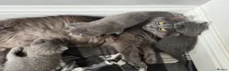 Russian Blue cats for sale: Russian blue kittens  - Advert 11