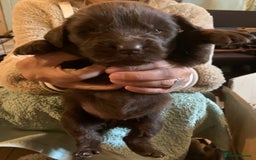 Newfoundland dogs for sale: ✨ Stunning Chocolate Newfoundland Puppies ✨ - Image 5