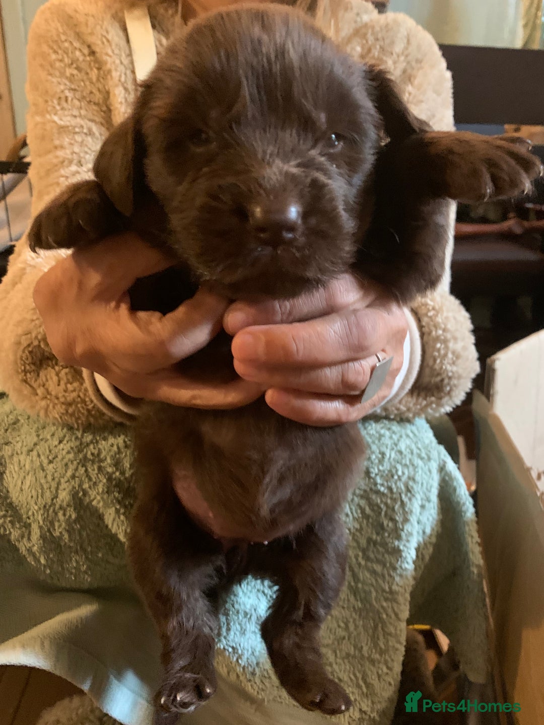 Newfoundland dogs for sale: ✨ Stunning Chocolate Newfoundland Puppies ✨ - Image 5