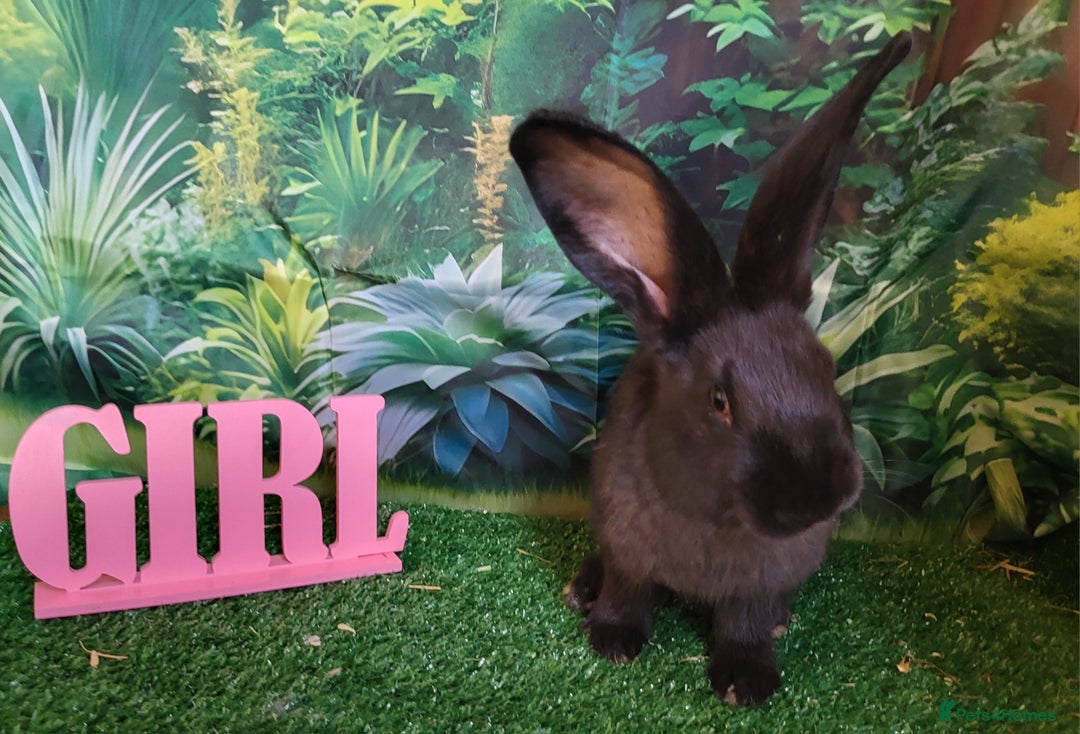 Continental Giant rabbits for sale: Continental giant babies in Swadlincote - Image 1