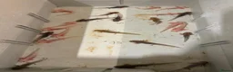 Axolotl reptiles for sale: Baby Axolotl’s  - Advert 4