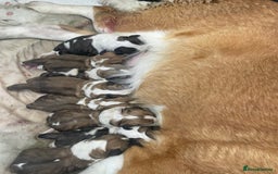 Saint Bernard dogs for sale: Saint bernard female  - Image 6