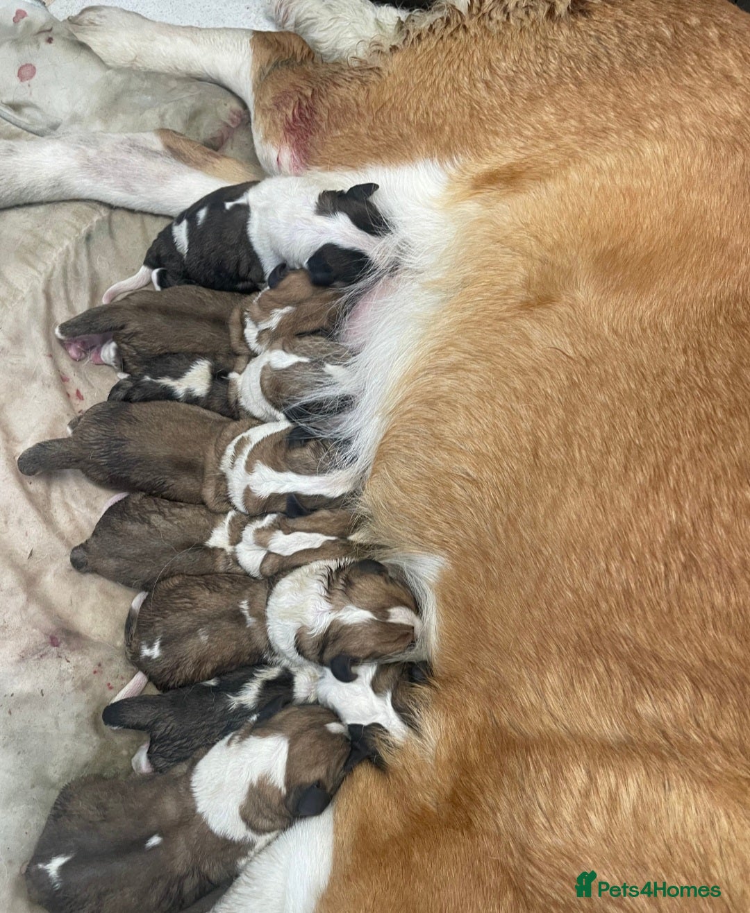 Saint Bernard dogs for sale: Saint bernard female  - Image 6
