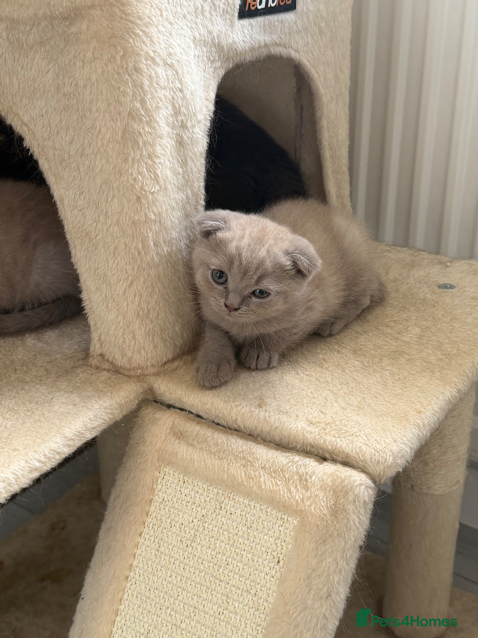 Scottish Fold cats 😻Scottish fold last boy available 🥰🥰🥰 - Advert 2