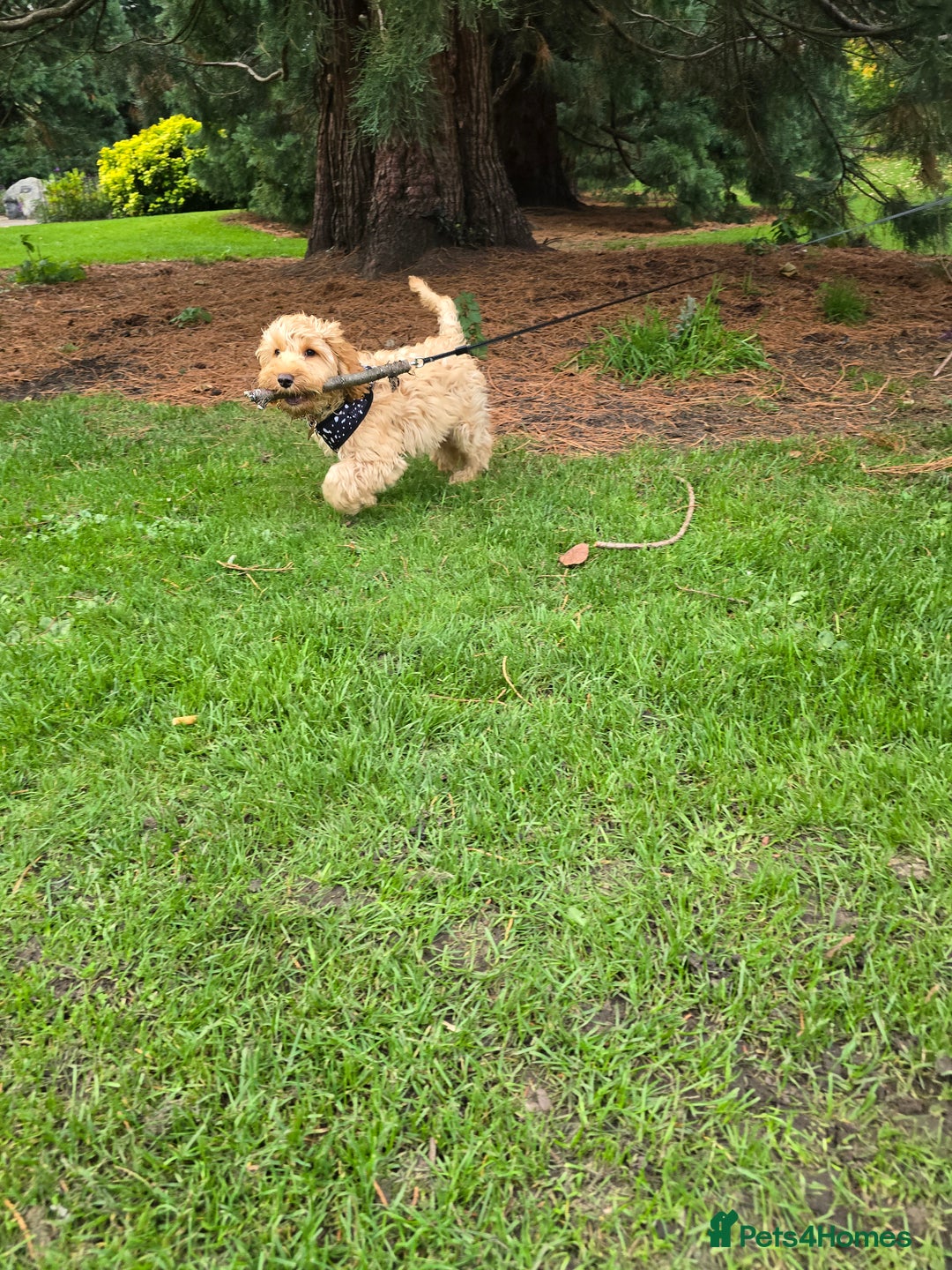 Cockapoo dogs for sale: Cockapoo  - Advert 4