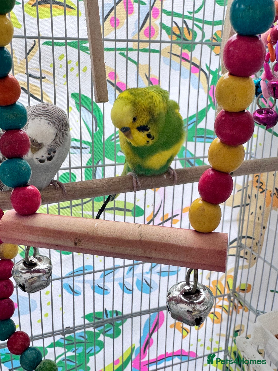 Budgerigars birds for sale: Budgies - Image 3