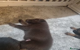 German Shepherd dogs for sale: German shepard pups - Image 12