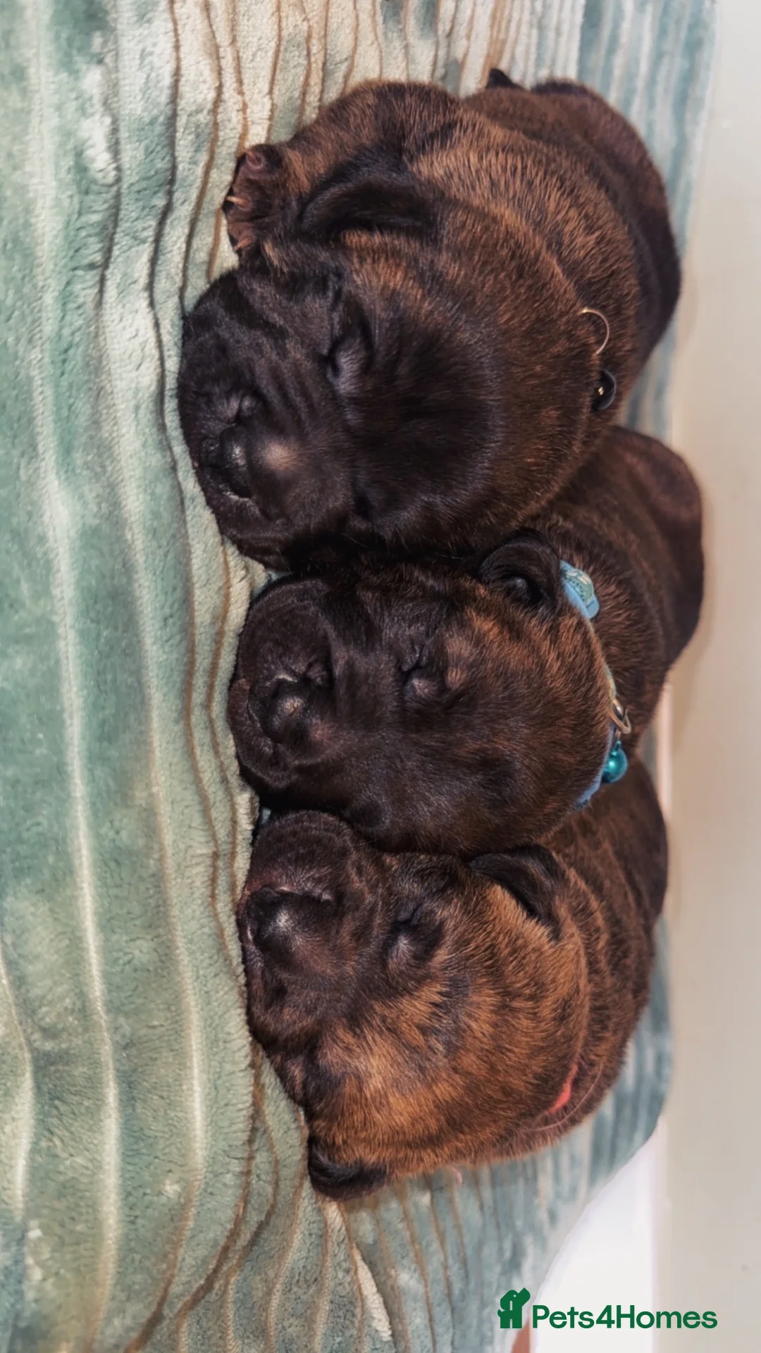 Presa Canario dogs for sale: Presa canario pups  - Advert 2