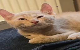 Mixed Breed cats for sale: Kittens 3 boys  - Image 8