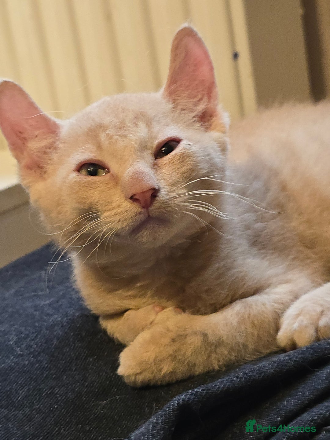 Mixed Breed cats for sale: Kittens 3 boys  - Image 8