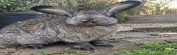 Mixed Breed rabbits for sale: Various rabbits for sale  - Advert 10