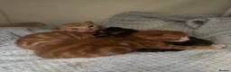Mixed Breed cats for sale: 2 gorgeous boys  - Advert 4