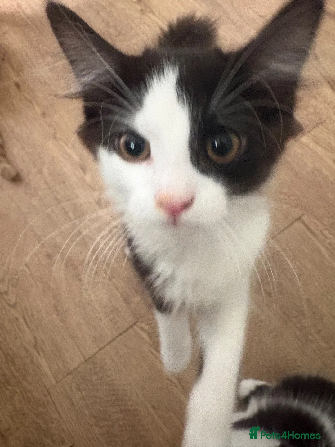 Mixed Breed cats for sale: Accidental litter  in Ipswich - Advert 1