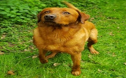Labrador Retriever dogs for stud: Fox Red Stud Dog, Kennel Club Registered in Chelmsford - Image 13