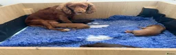 Cocker Spaniel dogs for sale: 🏆 🐾 Hunter's Famous Puppies Have Arrived! 🐾 - Advert 18