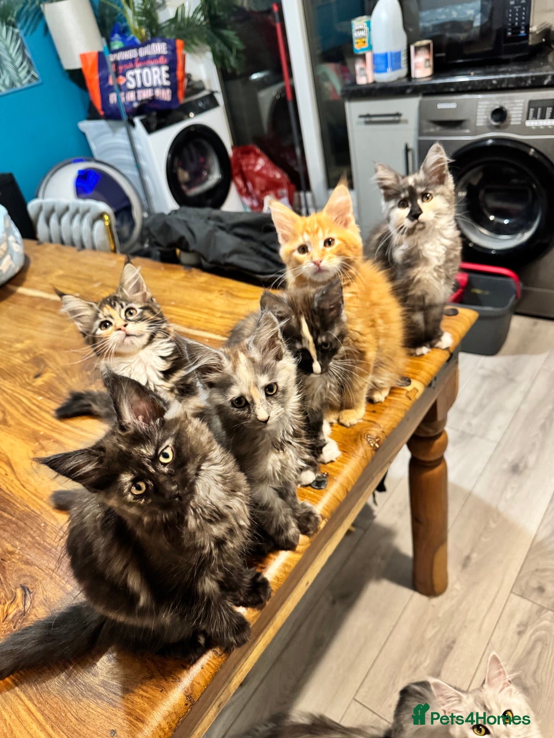 Maine Coon cats for sale: Maine coon kittens 5 girls  - Advert 7