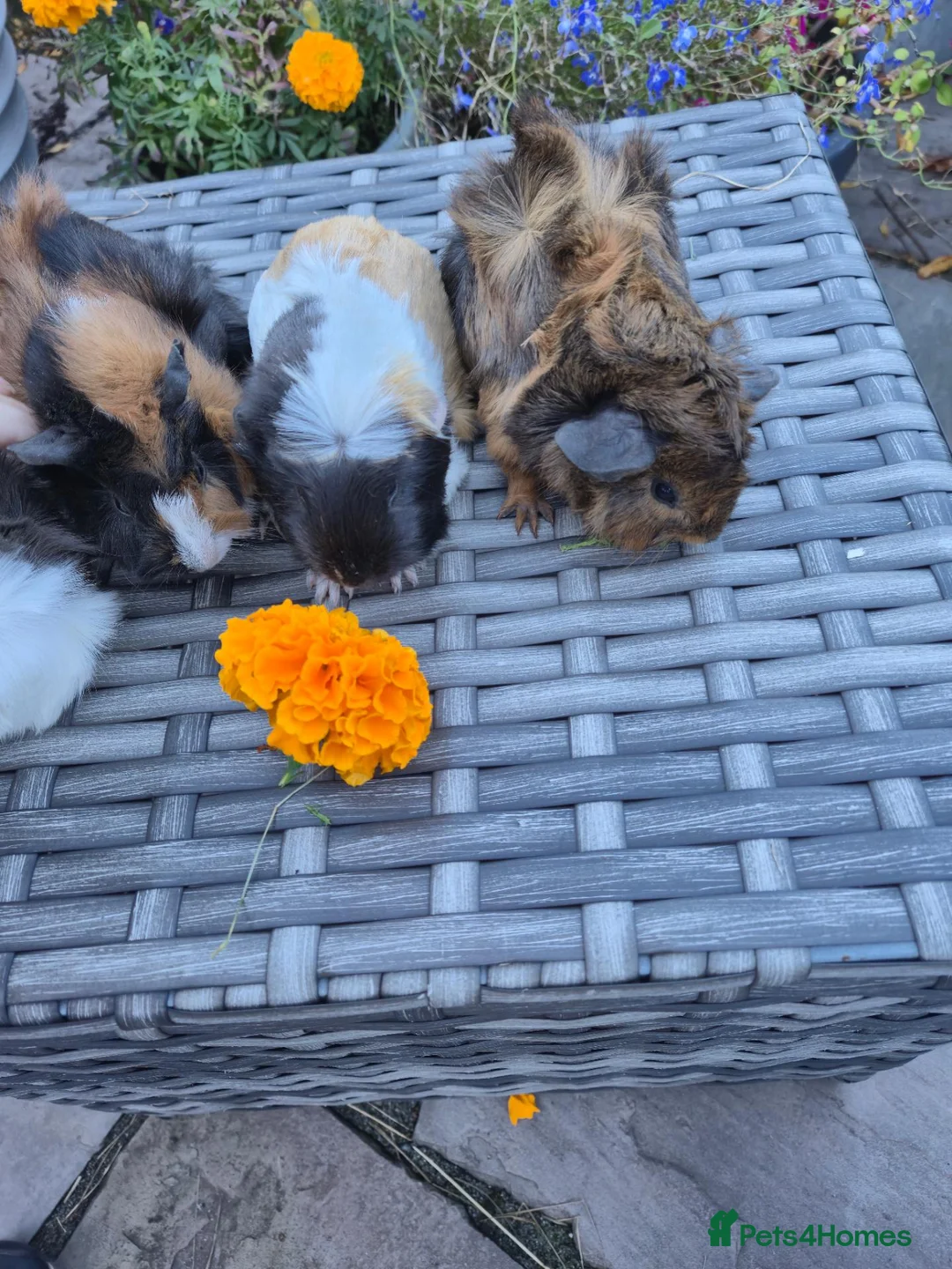 Guinea Pig rodents for sale: Beautiful Baby Female Guinea Pigs - Advert 6