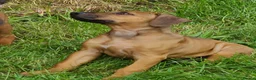 Rhodesian Ridgeback dogs for sale: Gentlemen of the Savanna. - Advert 5