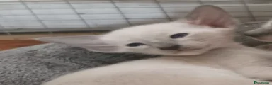 Seal Point Boy