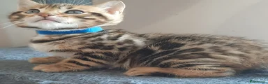 Bengal Kitten 1 Dark Blue Boy