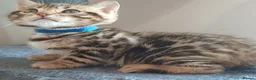 Bengal cats for sale: Absolutely Stunning litter, TICA reg Bengal Cubs  in Bexleyheath - Advert 4