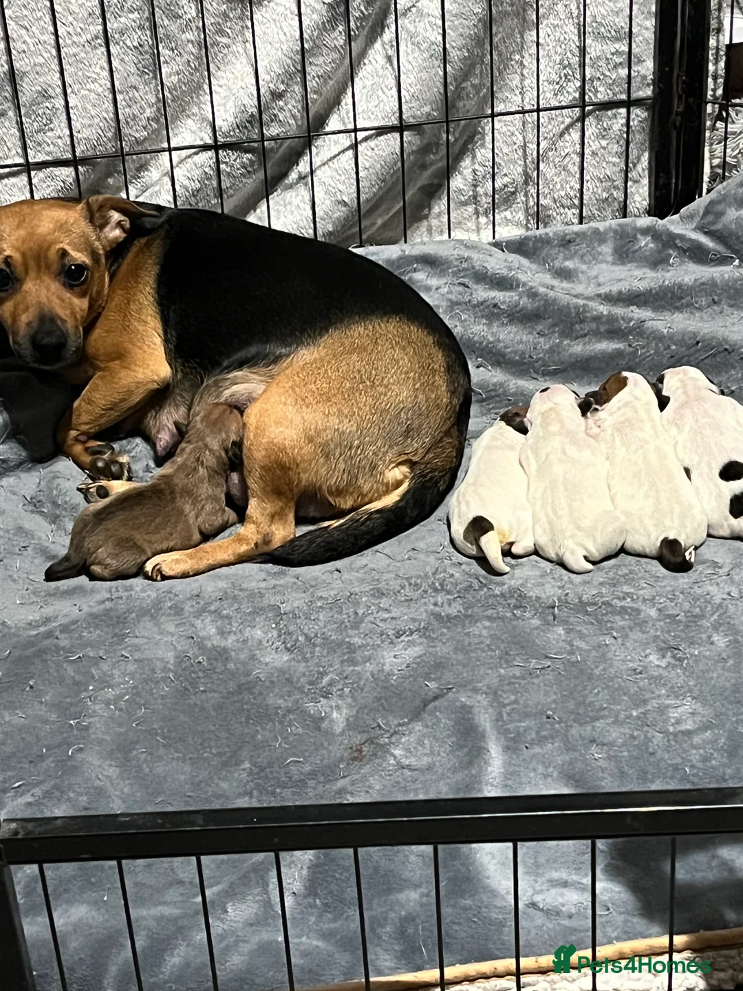 Mixed Breed dogs for sale: Jack Russell puppies  - Advert 1