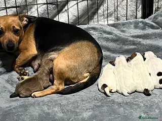 Mixed Breed dogs Jack Russell puppies - Advert 11