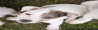 Jack Russell 3