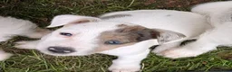 Jack Russell dogs for sale: Jack Russell puppies  in Dundee - Advert 9