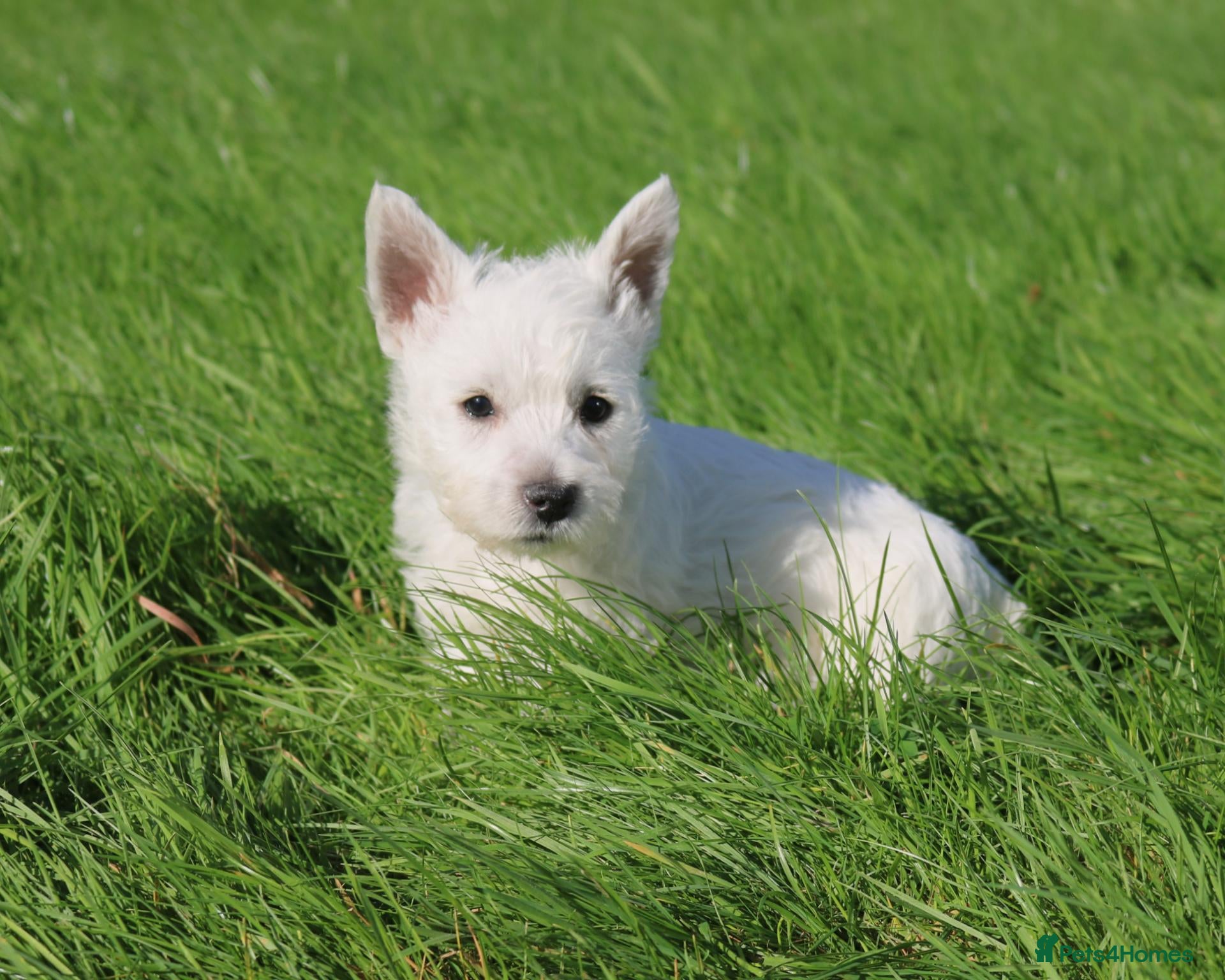 West Highland Terrier dogs West Highland Terrier (Westie) Puppies for Sale - Advert 1