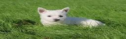 West Highland Terrier dogs for sale: West Highland Terrier (Westie) Puppies for Sale - Advert 1
