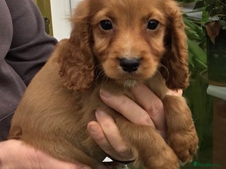 Cocker Spaniel dogs for sale - Advert 2